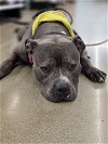 adoptable Dog in rosenberg, TX named Zeus