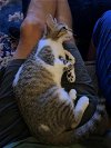adoptable Cat in rosenberg, TX named Sardie