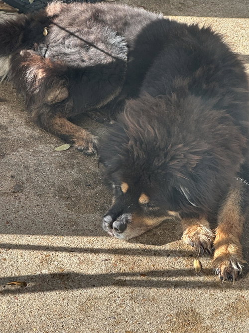 Photo of Oso