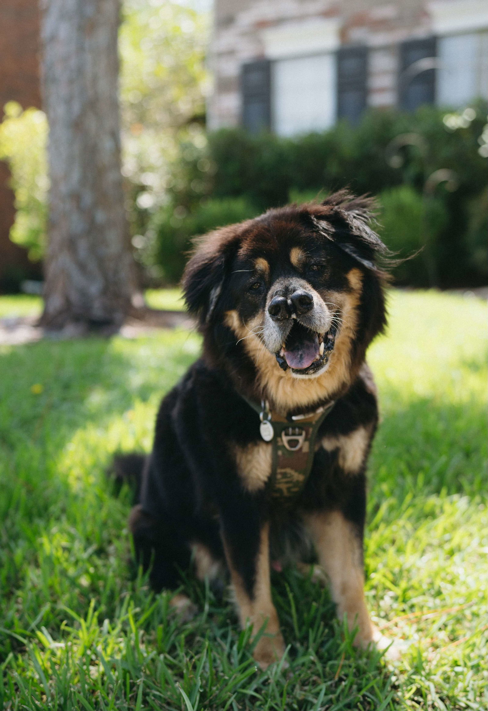 adoptable Dog in Rosenberg, TX named Oso