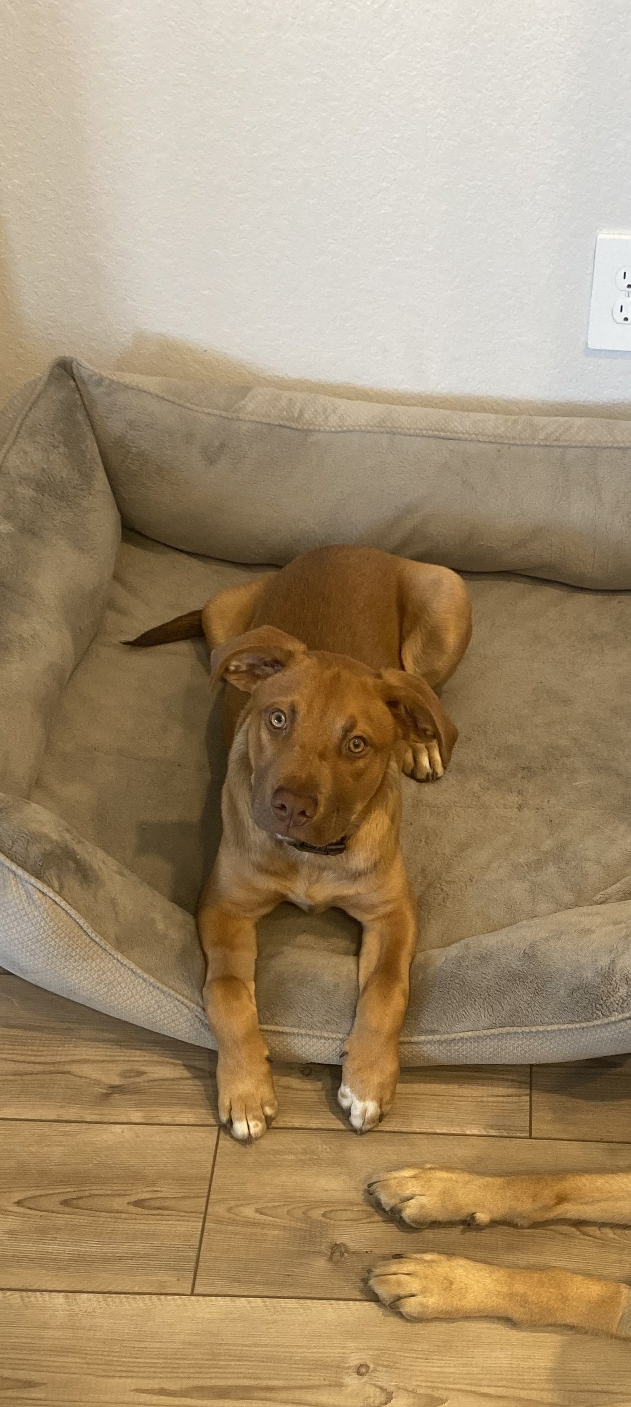 adoptable Dog in Rosenberg, TX named Scruffy
