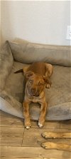 adoptable Dog in rosenberg, TX named Scruffy
