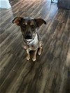 adoptable Dog in rosenberg, TX named Shereece