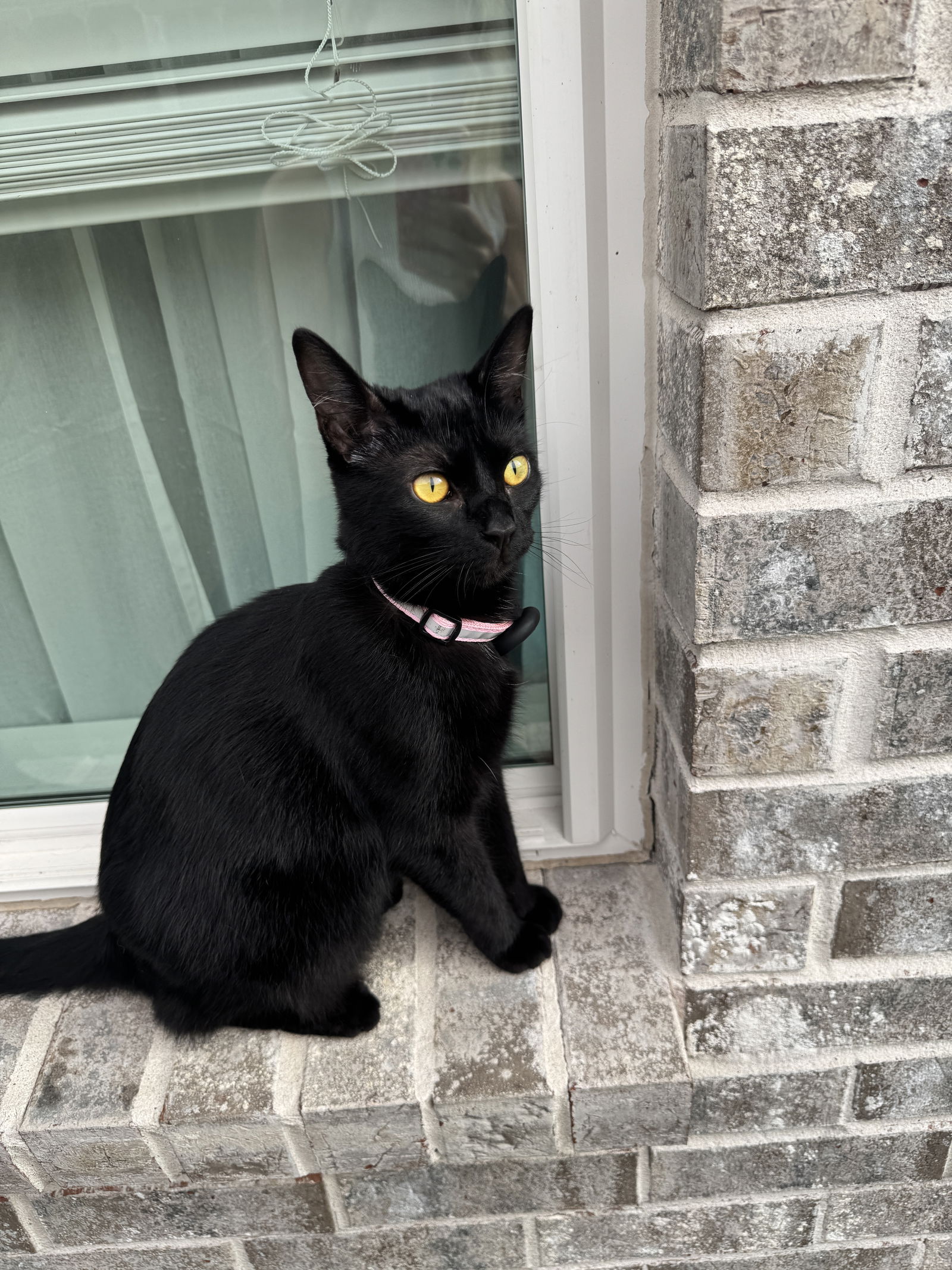 adoptable Cat in Rosenberg, TX named Yacinta