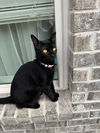 adoptable Cat in Rosenberg, TX named Yacinta