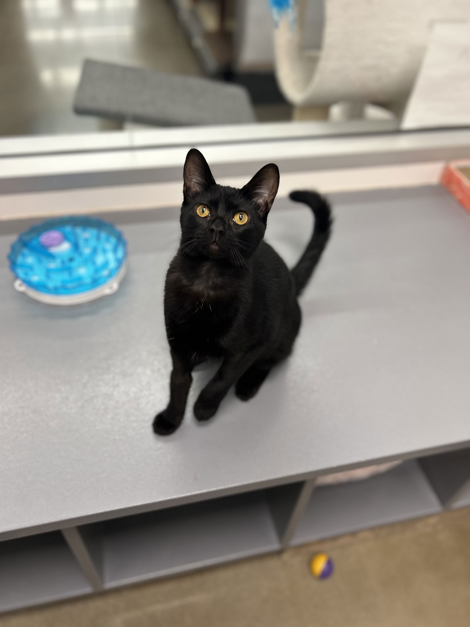 adoptable Cat in Rosenberg, TX named Yacinta