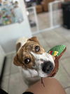 adoptable Dog in Rosenberg, TX named Rose