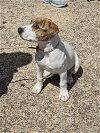 adoptable Dog in rosenberg, TX named Rose