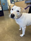 adoptable Dog in Rosenberg, TX named Nori