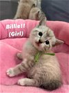 adoptable Cat in rosenberg, TX named Billie K