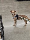 adoptable Dog in rosenberg, TX named Ranger