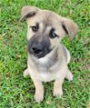 adoptable Dog in rosenberg, TX named Thiago