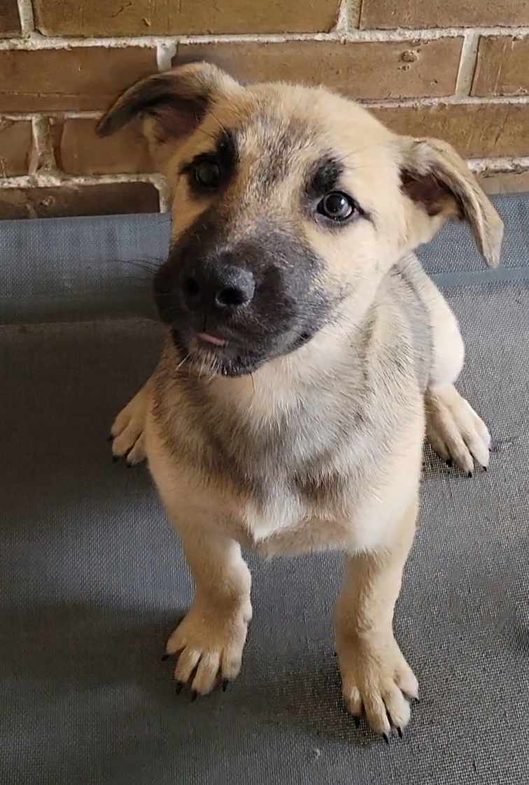 adoptable Dog in Rosenberg, TX named Thiago