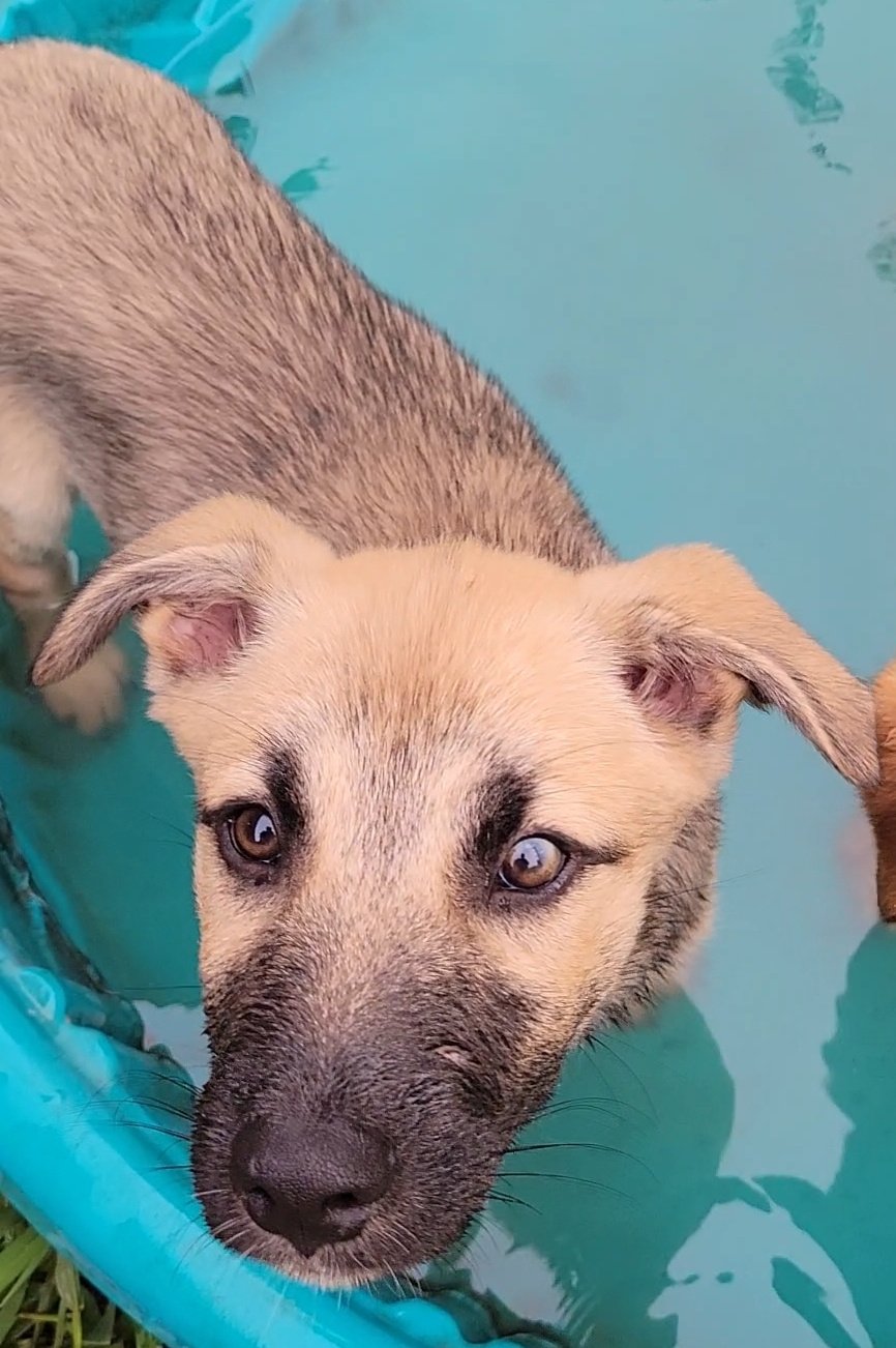 adoptable Dog in Rosenberg, TX named Thiago
