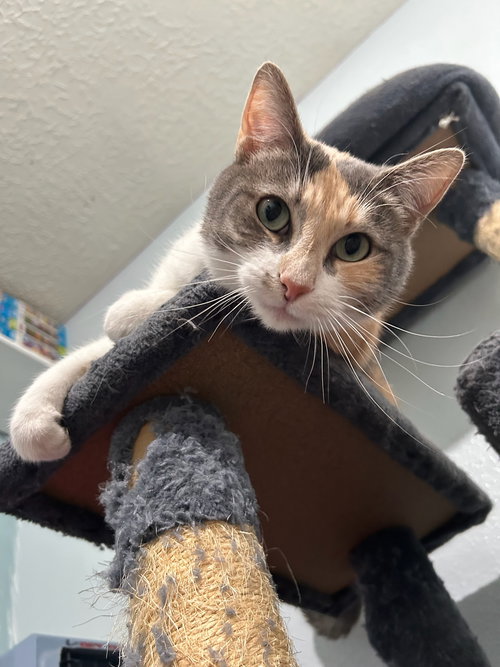 picture of the cat needing adoption