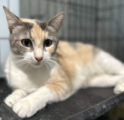 picture of the cat needing adoption