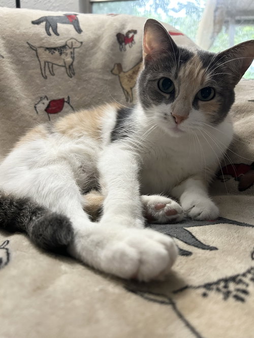 Lila K, a cat for adoption from Saving Our Companion Animals - Fort Bend County