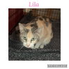 Lila K - Photo 6