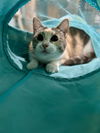 adoptable Cat in Rosenberg, TX named Lila K