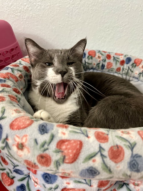 GREYSON K - Domestic Short Hair available for adoption