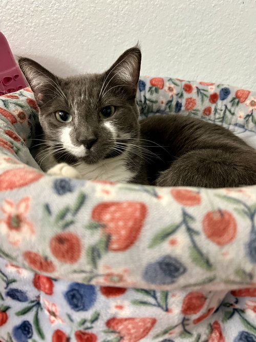 GREYSON K - Domestic Short Hair available for adoption