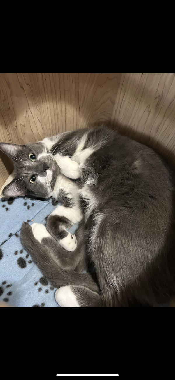 Greyson K
