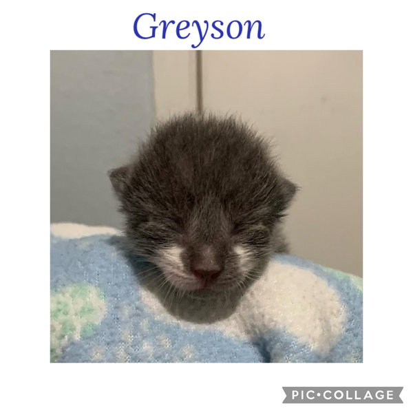 Greyson K