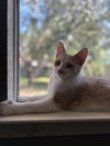 adoptable Cat in Rosenberg, TX named George K