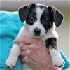 adoptable Dog in rosenberg, TX named Dotsy