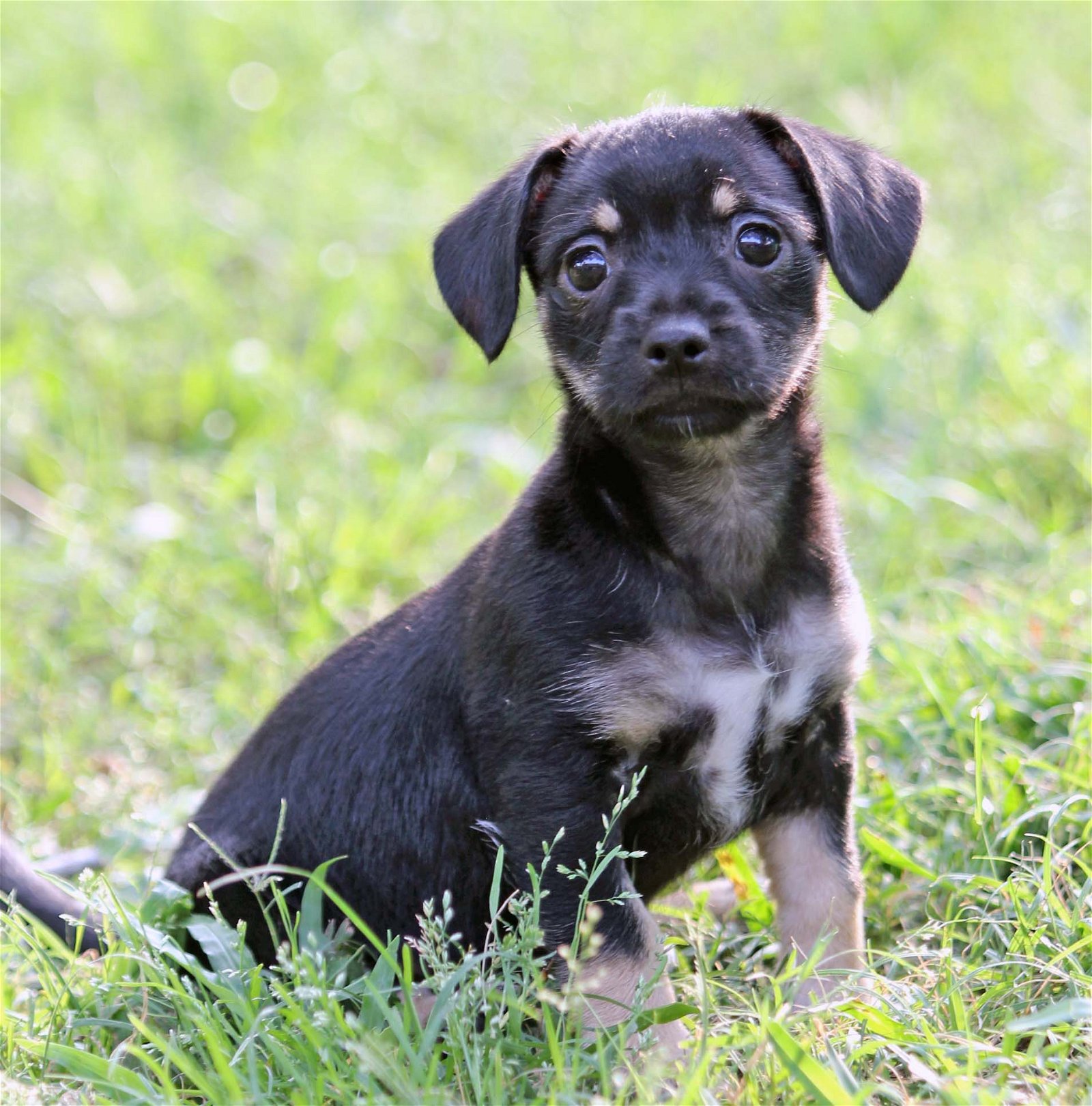 adoptable Dog in Rosenberg, TX named Marcella
