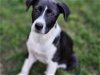 adoptable Dog in rosenberg, TX named Ruth