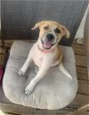 adoptable Dog in  named Paige