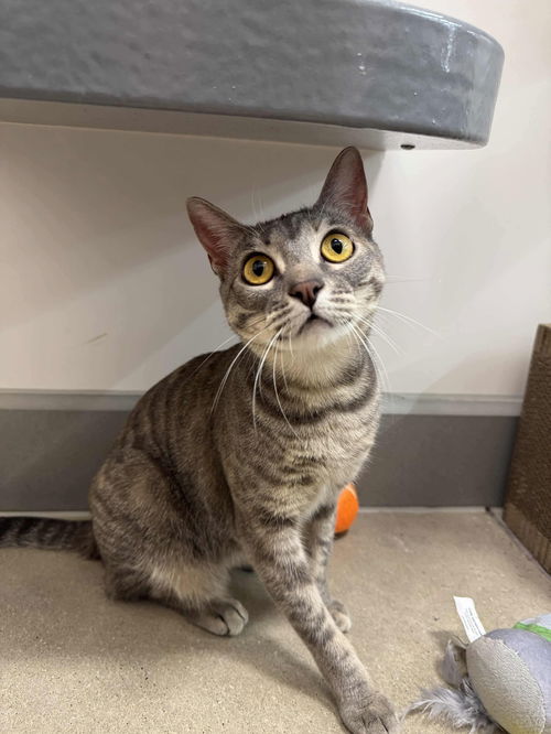 picture of the cat needing adoption