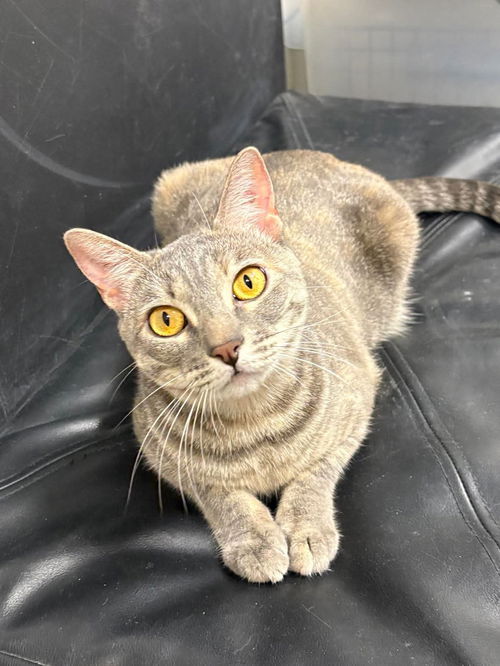 picture of the cat needing adoption