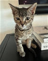 adoptable Cat in rosenberg, TX named Tola