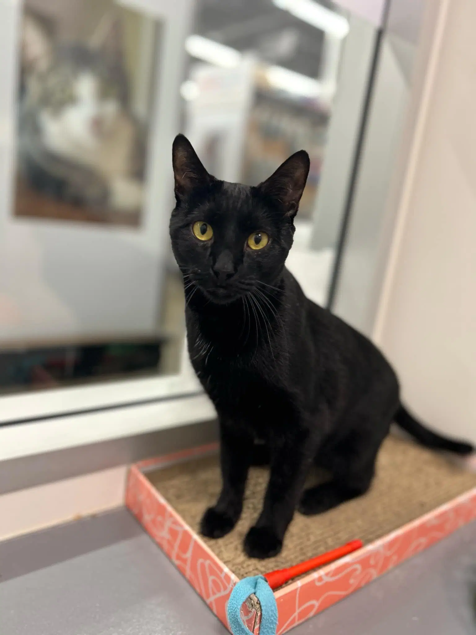 Billie Jean H - Domestic Short Hair
