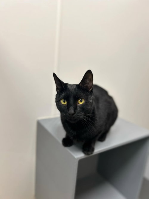 BILLIE JEAN H - Domestic Short Hair available for adoption