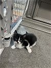 adoptable Cat in  named Rocky H