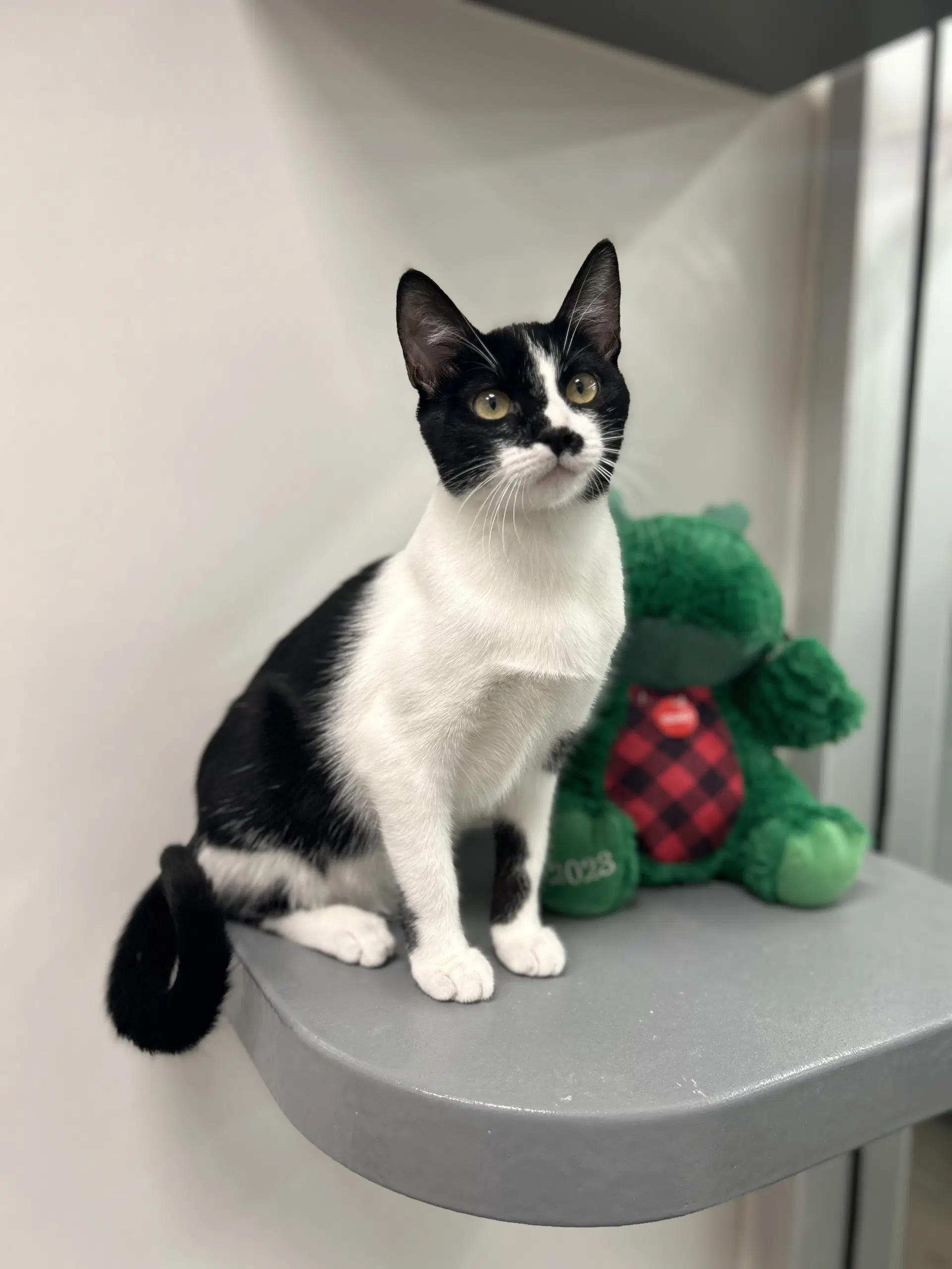 Rocky H - Domestic Short Hair