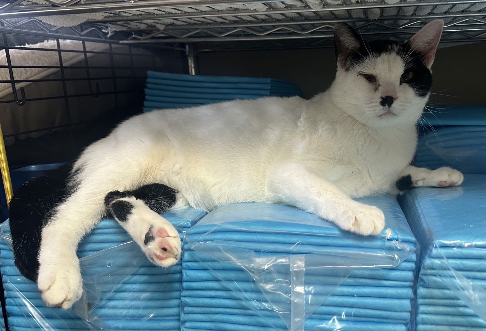 adoptable Cat in Rosenberg, TX named Cafe con Leche