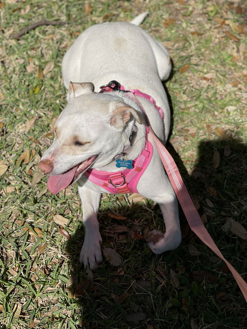 picture of the dog needing adoption