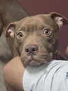adoptable Dog in  named Beatrix