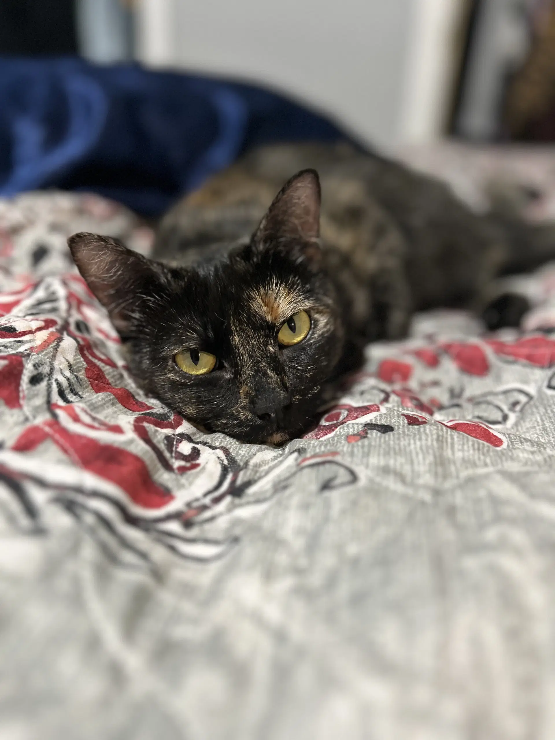 Cricket K - Domestic Short Hair