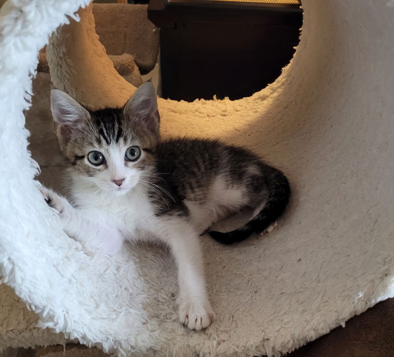 adoptable Cat in Rosenberg, TX named Fido