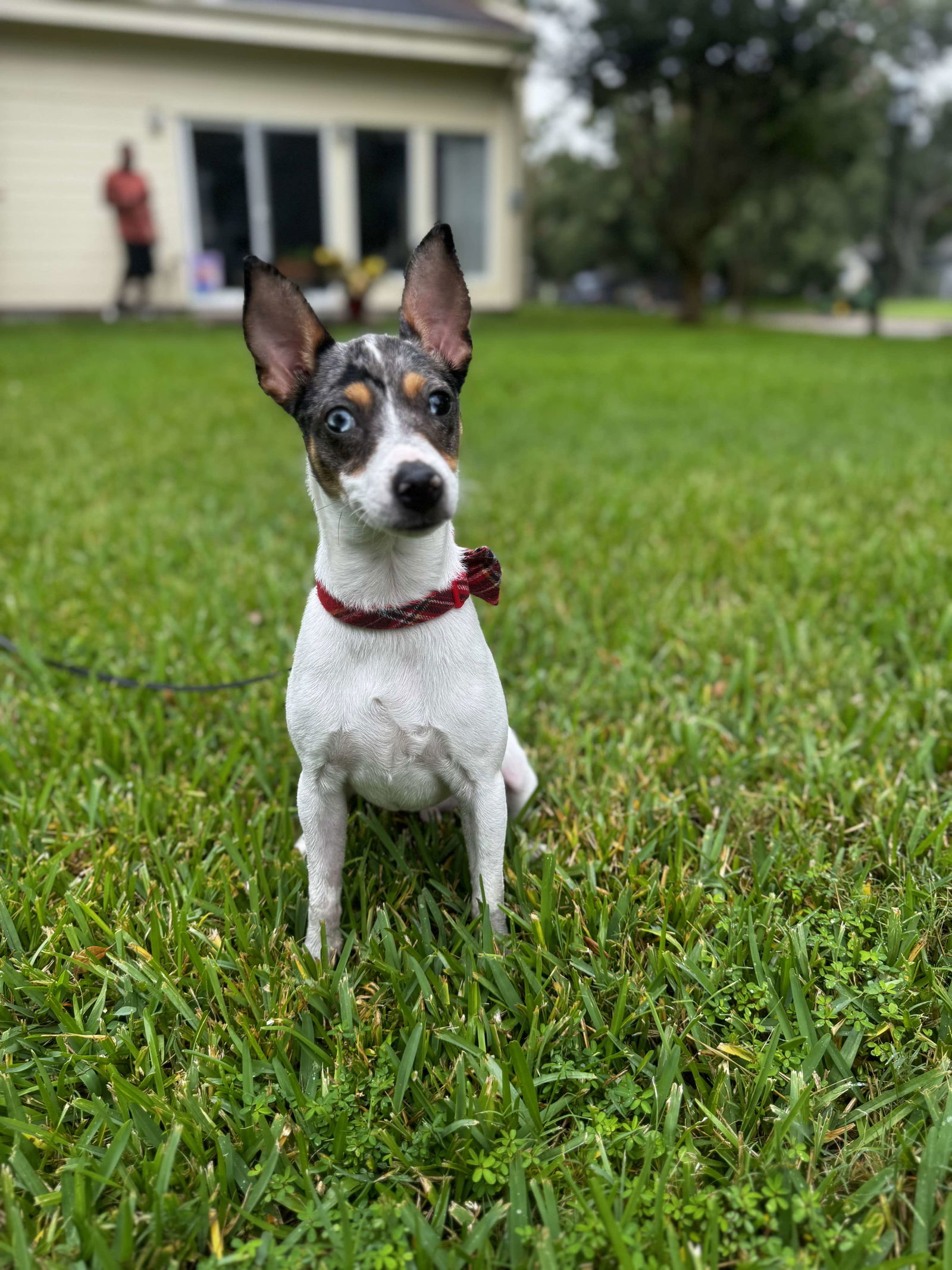 adoptable Dog in Rosenberg, TX named Baloo