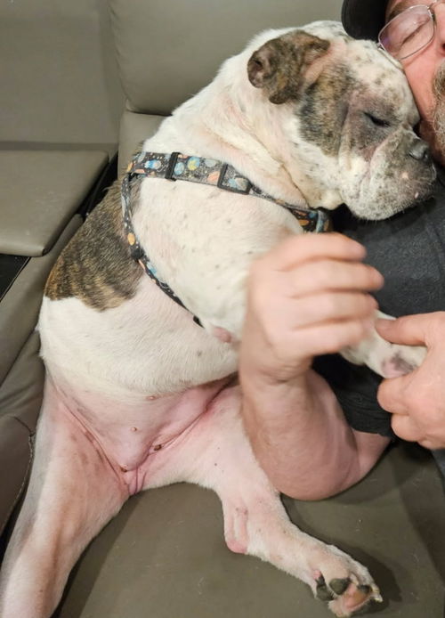 picture of the dog needing adoption