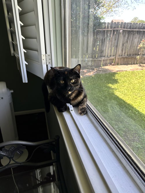 picture of the cat needing adoption
