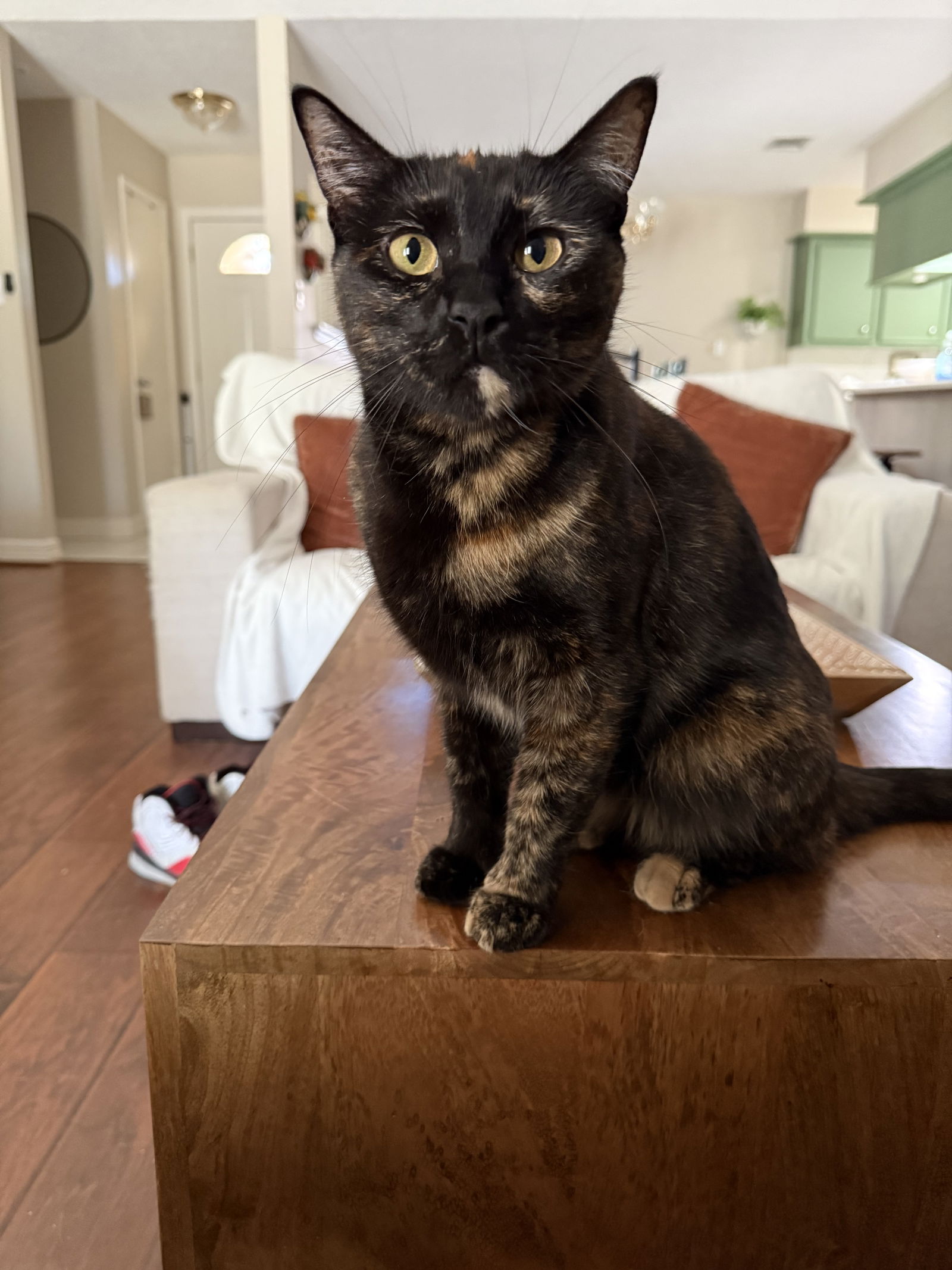 adoptable Cat in Rosenberg, TX named Loomi