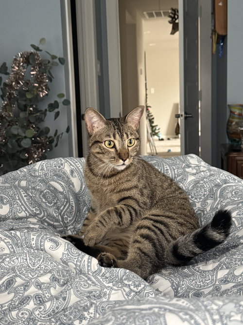 picture of the cat needing adoption