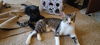 adoptable Cat in  named Grace S